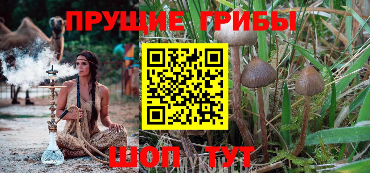 дарнет шоп  Вход с VPN  Рубцовск  Псилоцибиновые грибы Psilocybe 